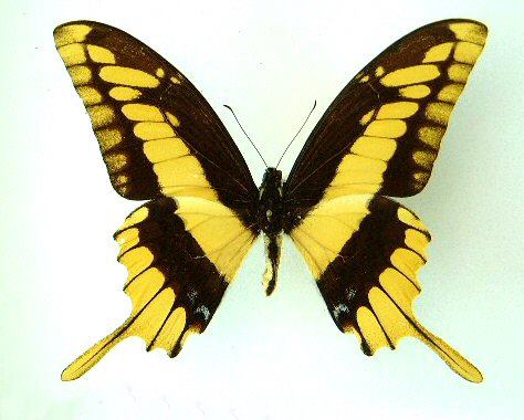 Papilio thoas cinyras Abb (Internet Image property of respective owner, non-commercial use only)